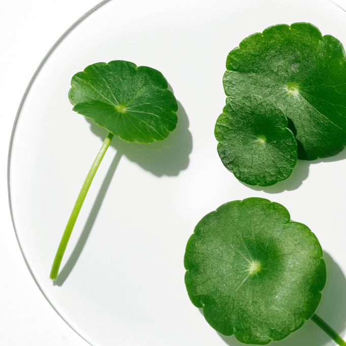 ANUA Azelaic 3 Cica Skin Clarifying Toner 250ml