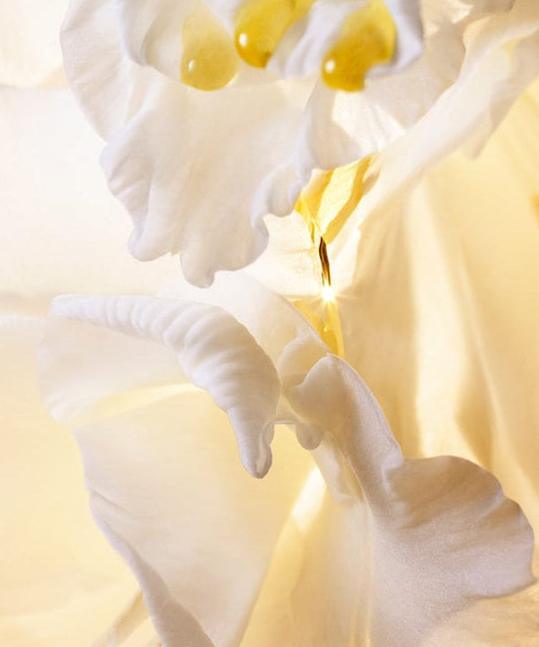 Close-up of a delicate white flower with droplets, symbolizing the essence of HERA Signia Illuminating Serum 30ml.