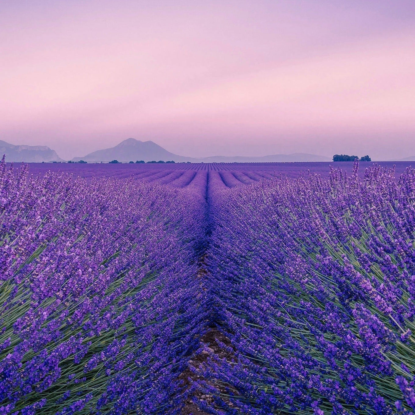 KAINE Lavender PDRN Revitalizing Toner 300ml