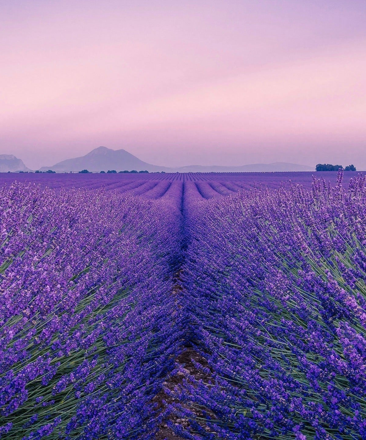 Lavender field at sunset with mountains in the background, highlighting the natural essence related to KAINE Lavender PDRN Revitalizing Toner 300ml.