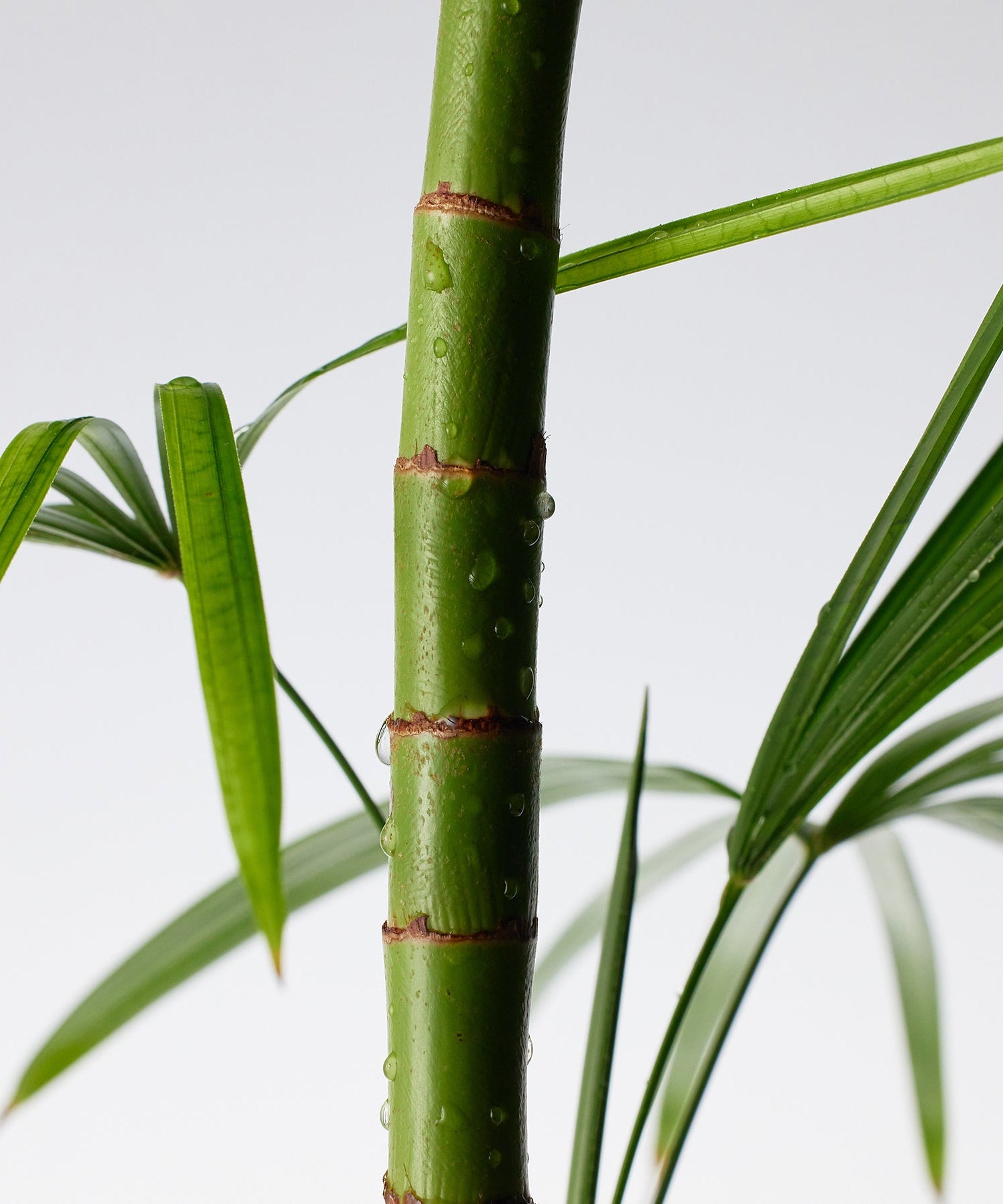 Bamboo stem representing PURITO Mighty Bamboo Panthenol Cream 100ml inspiration