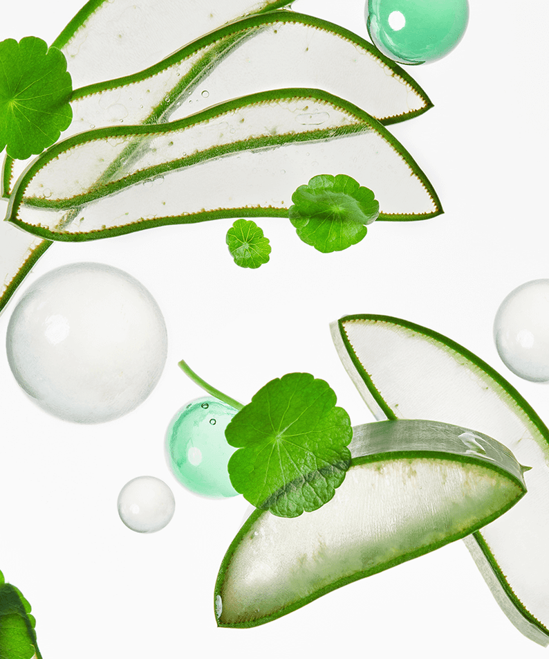 Natural ingredients of TOCOBO Cica Calming Aqua Toner showing aloe vera and centella asiatica for skin care.