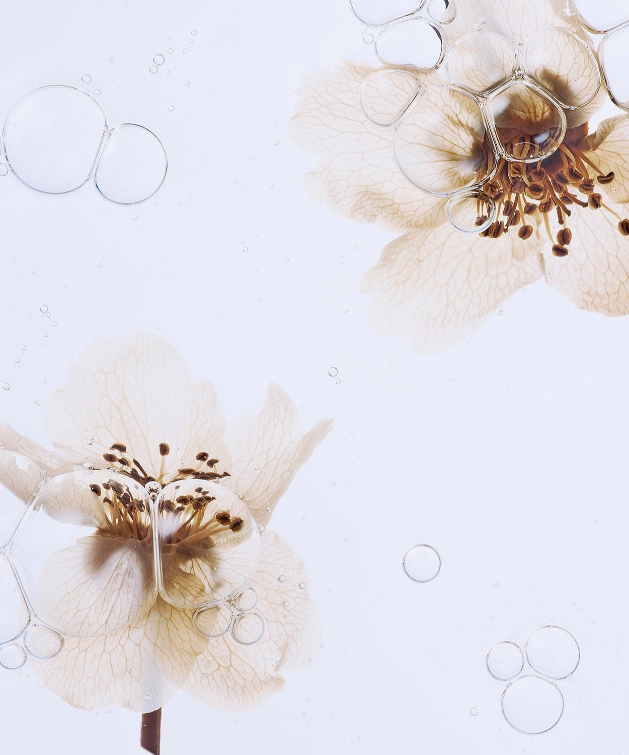 WHAMISA Organic Pear Blossom Fermented Essence Toner 160ml background with pear blossom flowers