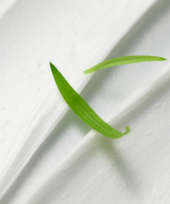 Close-up of a green leaf demonstrating natural ingredients in BLITHE Anti-Pollution Aging Pore Cleansing Foam BHA 0.5 150ml.